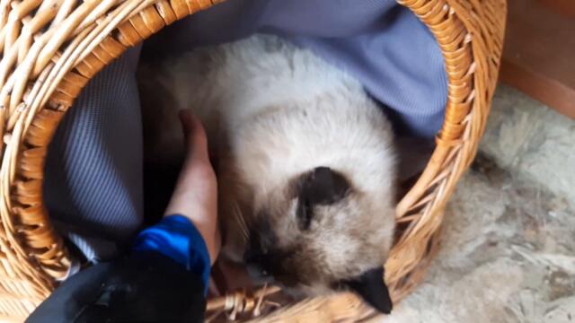 спящото коте