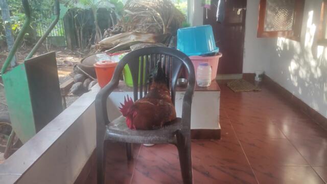 Funny rooster sitting on chair - Funny rooster - funny chicken - funny hen - funny rooster video