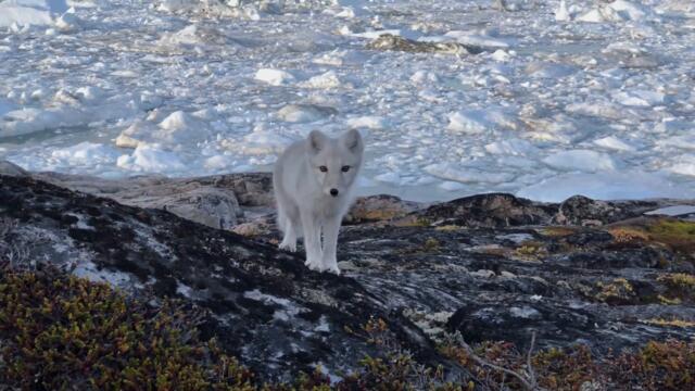 Encounter a young wild white Arctic Fox in Greenland