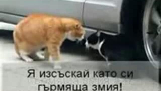 Котки се карат