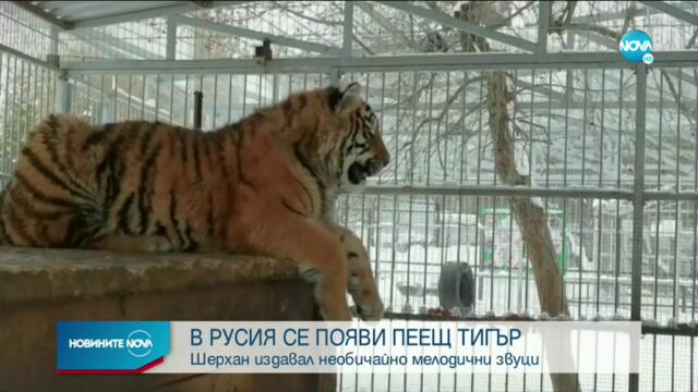 В Русия се появи пеещ тигър