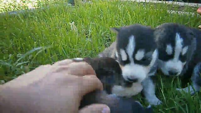 Моите бебета хъски