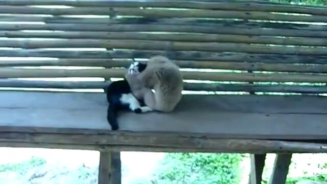 Закачлива маймунка си играе с коте!