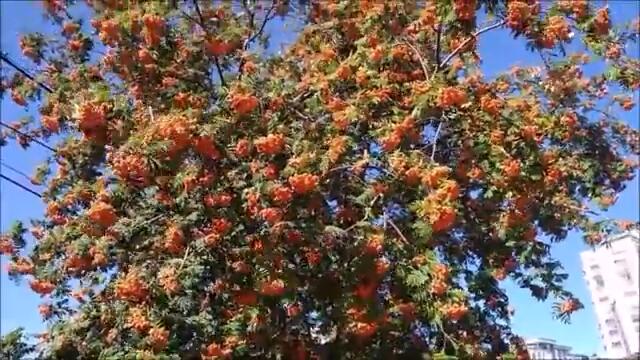 Добрый Вечер! 8 Марта! РЯБИНОВЫЙ ЭТЮД