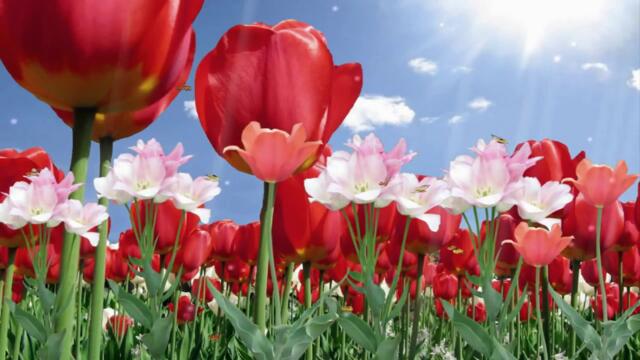 Честита Пролет приятели! 20 МАРТ 2021: ЧЕСТИТА ПЪРВА ПРОЛЕТ! ... С пожелание за слънчеви и весели дни!