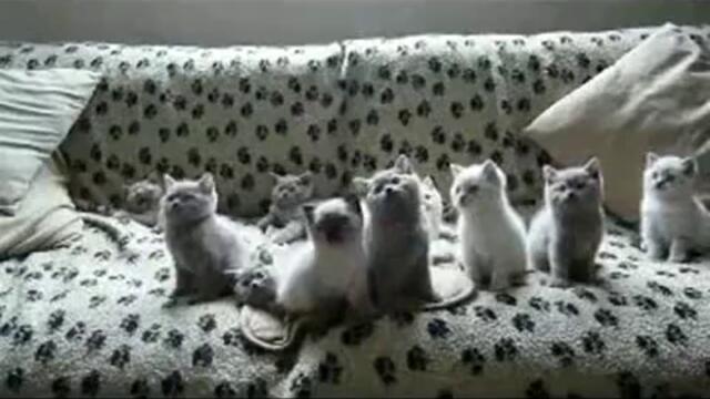 Сладки котенца танцуват !