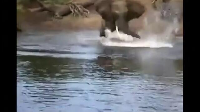 крокодил  атакува слон