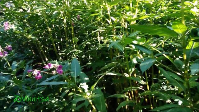 Доброе Утро!   ♦ НАШЕ СЧАСТЬЕ ВЕРНЁТСЯ ♦