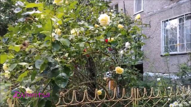 ГИТАРА МАЕТСЯ