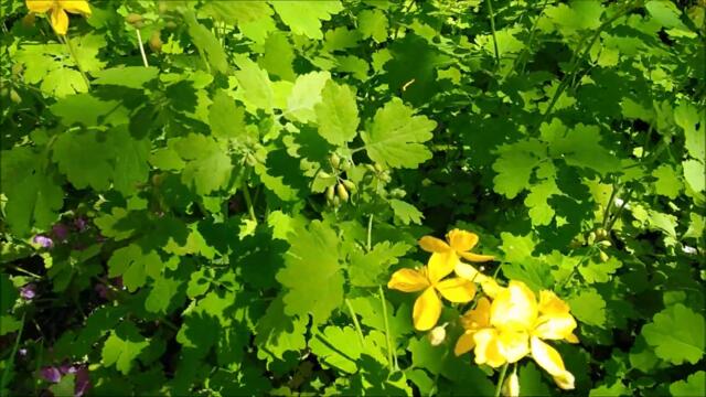 У меня под окном расцветала СИРЕНЬ ܓ Фолк-Артель СЛОБОДА @MobyLife