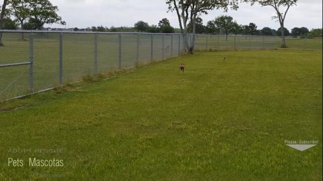 OUR DOGS KNOW Where they go WHEN THEY DIE - A donde van los perros cuando mueren? Dog Dogs Pet Pets