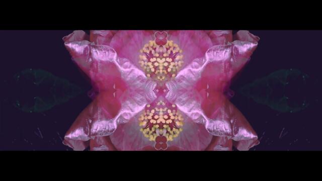 Calyces - Those Flames are Dancing Wild (OFFICIAL VIDEO)