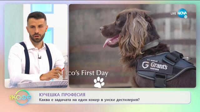 Кучешка професия - Каква е задачата на един кокер в уиски дестилария? - „На кафе” (21.05.2021)