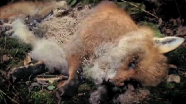 Converge "Wretched World"  Music Video