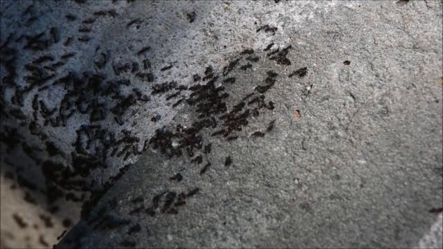 Just Ants Fighting