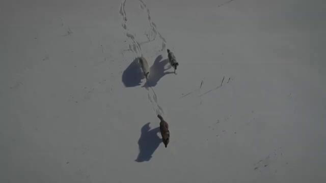 Полнолуние