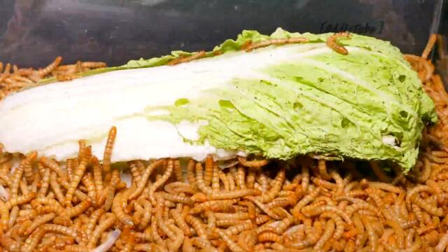 100 Hour Time Lapse: 10 000 Mealworms vs Napa Cabbage