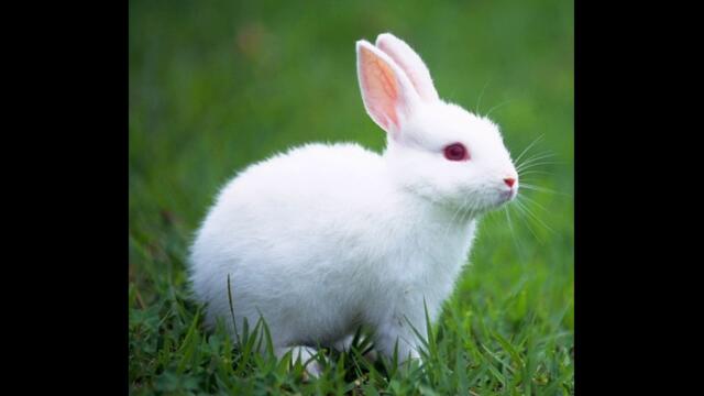 Зайченцето бяло - приказка