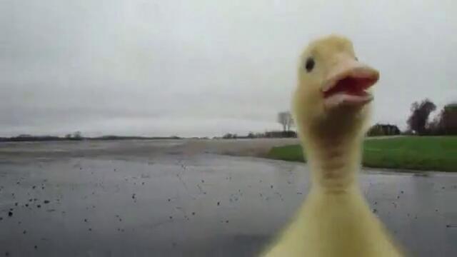 Сладко патенце преследва стопанина си