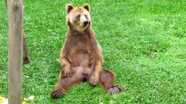 Смях! Мечка си чеше Кайсиите :D :D :D