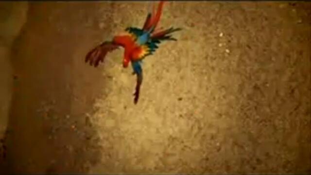 DEEP PURPLE - Lalena