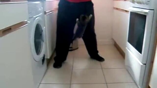 Четири гладни котета