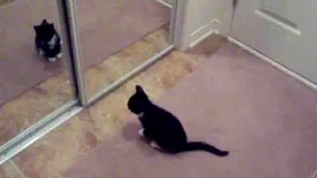 Котка разбира че има брат близнак * Смях *