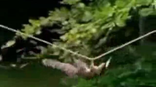 Гладната катерица