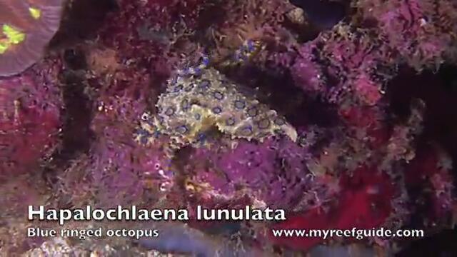 Octopus and Cuttlefish Underwater Video, My Online Coral Reef Guide