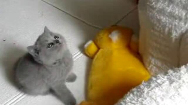 Малки,сладки пухчета