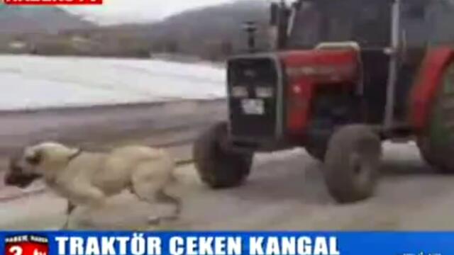 Най - силното куче на света - влачи трактор