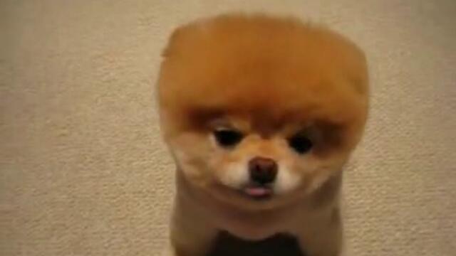 Boo - The world's cutest dog =D