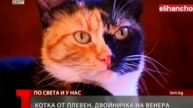 Котка с две лица и в Плевен !