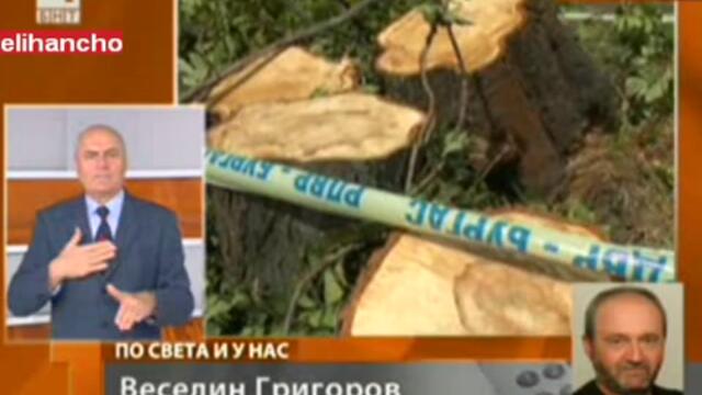 Дърво уби Младеж в Бургас