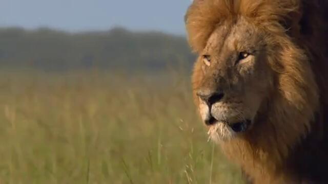 Лъвът - Голяма Африканска Котка