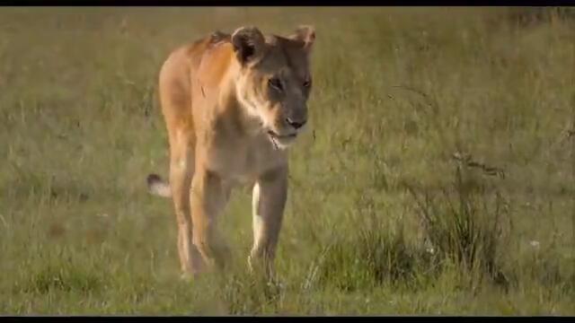 Пътеводител за Африка - Лъвът