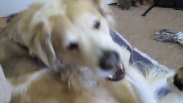 Приятелство