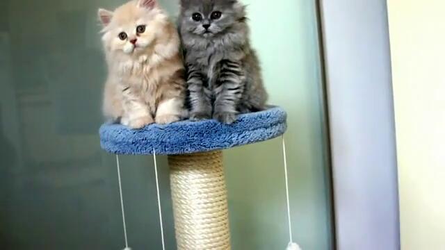 Сладки пухчета