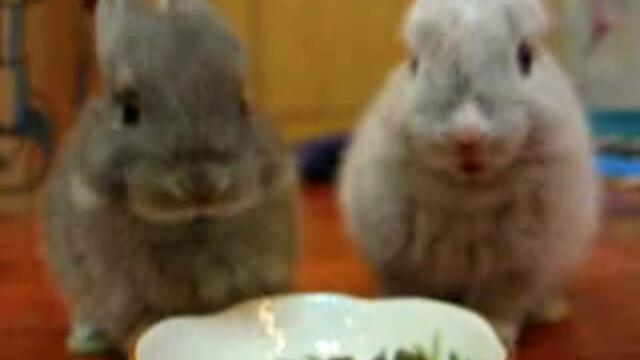 Две зайчета ядат