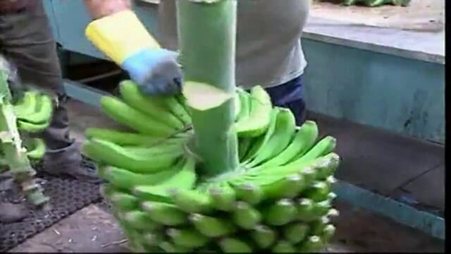 Откриха 8 тона кокаин в банани, предназначени за холандски зоопарк