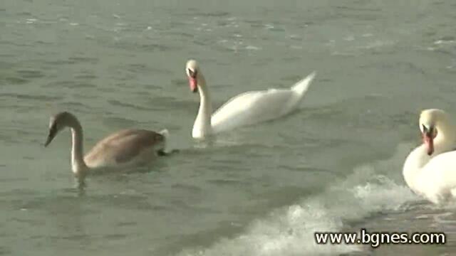 Първите лебеди долетяха във Варна - 18.10.2012