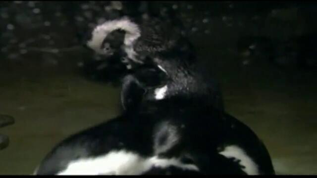 Персоналът на аквариум в Ню Джърси се бори смело с бурята Санди, за да защити питомците си