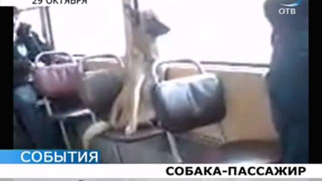 Куче в трамвая