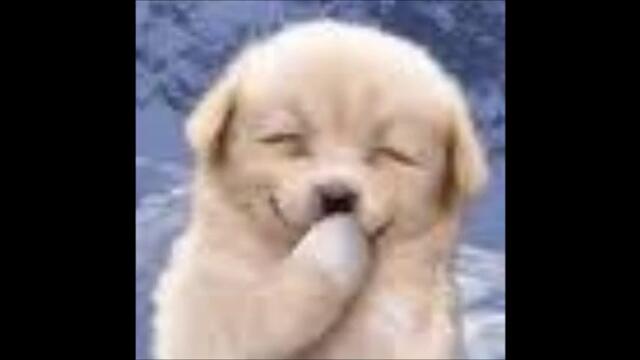 Шаро и първият сняг - Коледа наближава