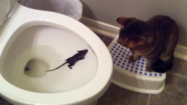 Котка гони мишка в тоалетната