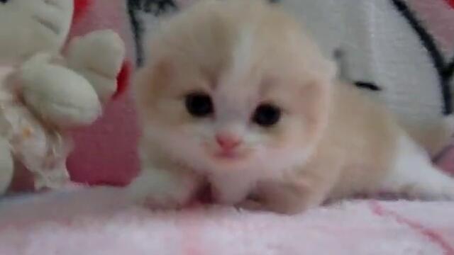 Малко сладко коте =^_^=