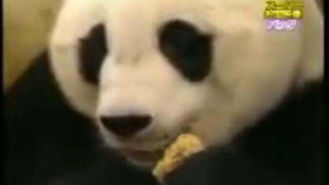 Супер смях! Панда се стряска от малкото си