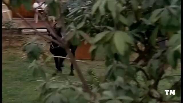 GRANDI MAGAZZINI - Il cane da guardia (Renato Pozzetto)