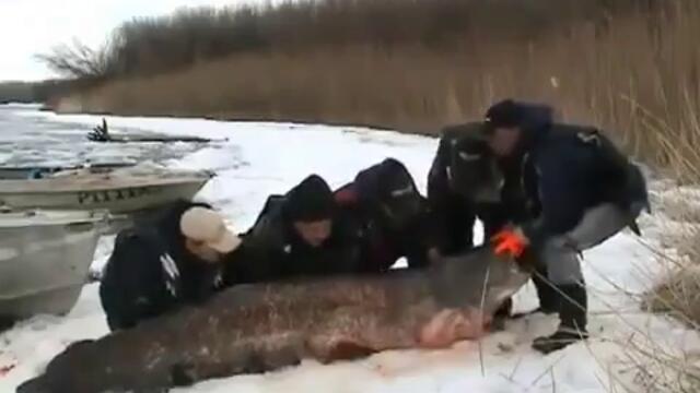 С огромна риба на снимка - Руснаци са направили големия улов
