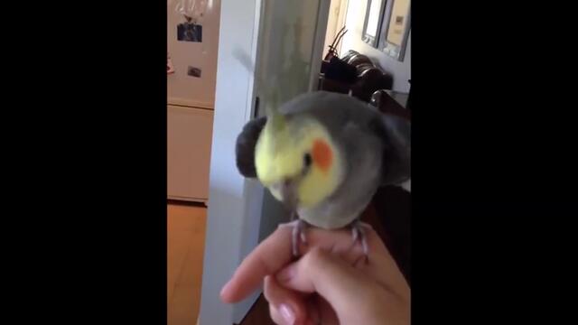 Папагал пее Dubstep - Parrot Sings Dubstep